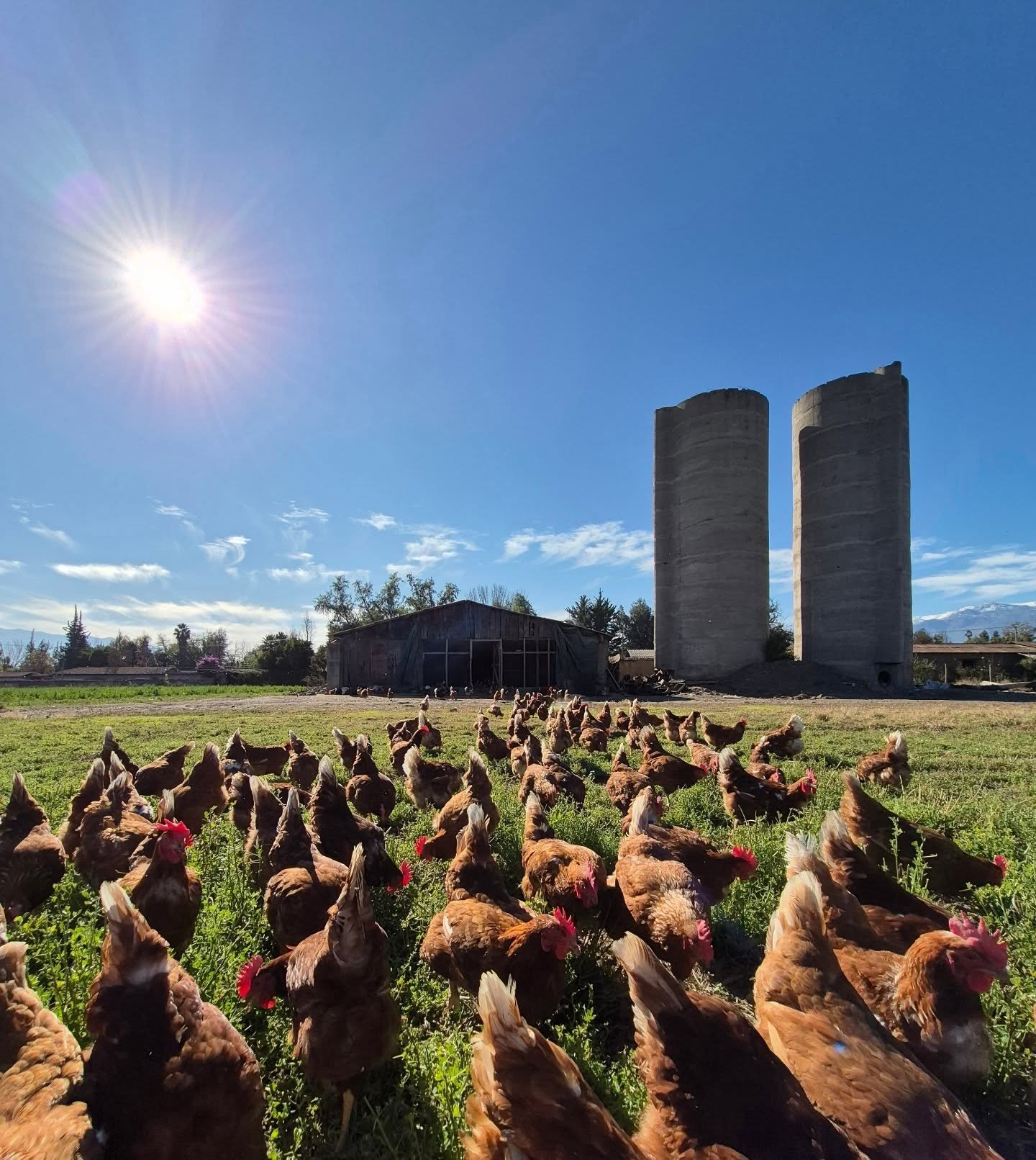 Gallinas con los silos al fondo y el sol