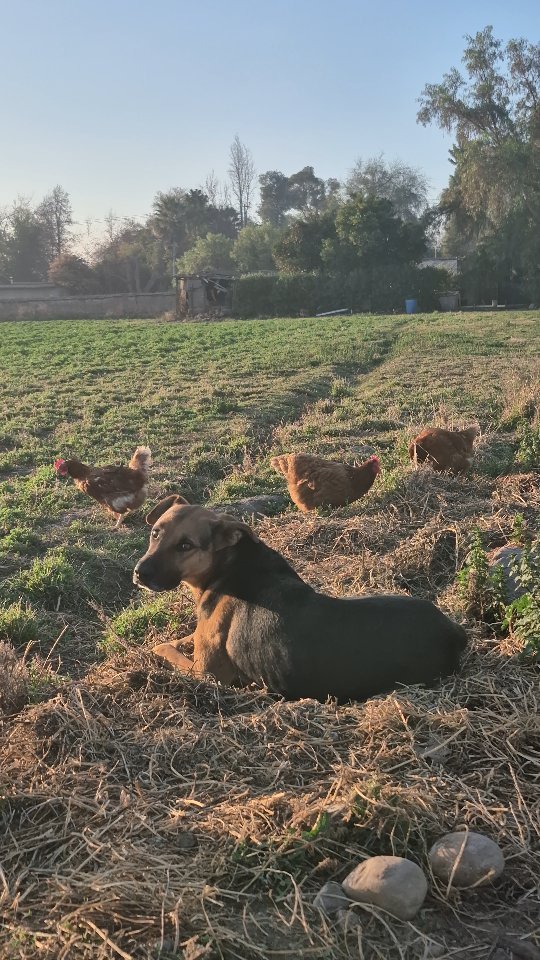 El perro cuida las gallinas